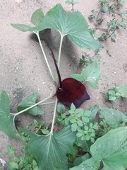 Typhonium roxburghii