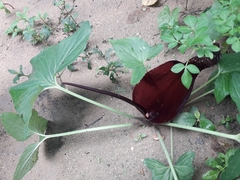 Typhonium roxburghii