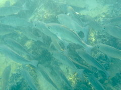 Eucinostomus currani