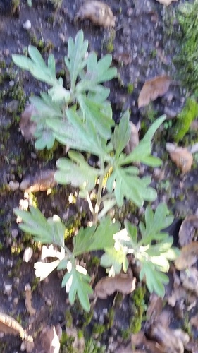 iNaturalist observation photo of California mugwort