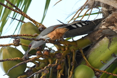 Coccyzus longirostris