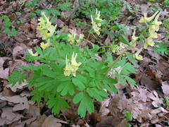 Corydalis bracteata