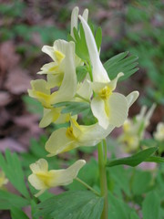 Corydalis bracteata