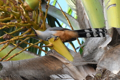 Coccyzus longirostris