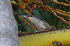 Coccyzus longirostris