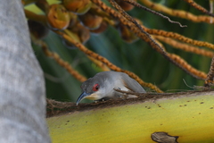 Coccyzus longirostris