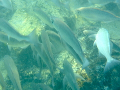 Eucinostomus currani