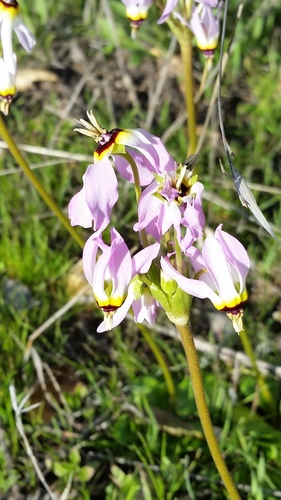 iNaturalist observation photo of Padre's Shooting Star