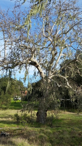 iNaturalist observation photo of western sycamore