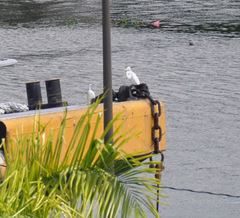 Ardea alba