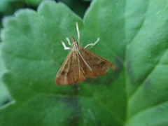 Mnesictena flavidalis