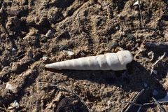 Turritella