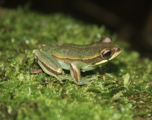 Queimado Tree Frog (Boana poaju) · iNaturalist