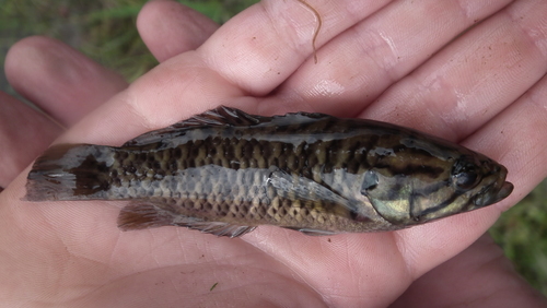 Sandelia capensis