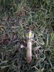 Idolomantis diabolica