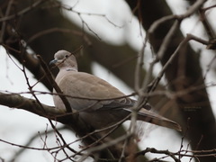 Streptopelia decaocto