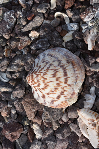 Giant Bittersweet Clam