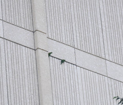 Psittacara chloropterus