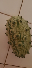 Cucumis metuliferus image