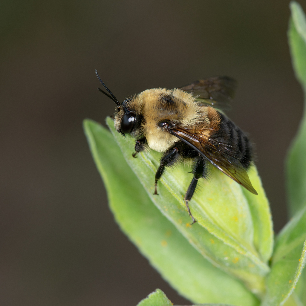 Brown-belted Bumble Bee From Hennepin County, Mn, Usa On July 30, 2023 