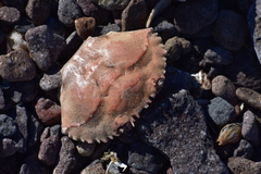 Cronius ruber