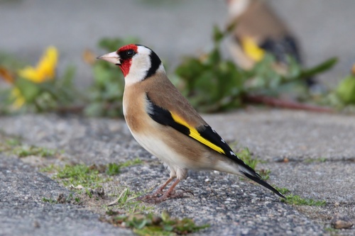 European Goldfinch, Sassenheim, Nederland, photo 6 of 10