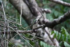 Anthracothorax dominicus
