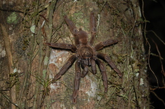 Psalmopoeinae