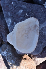 Larkinia grandis