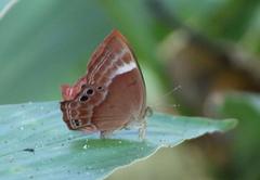 Abisara bifasciata