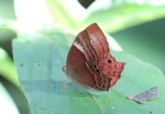 Abisara bifasciata