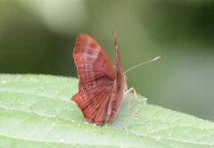 Abisara bifasciata