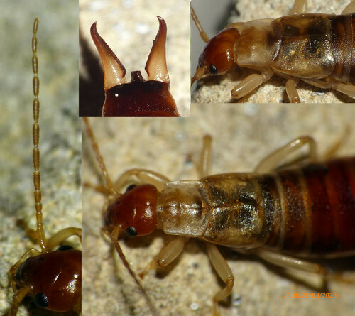 Deceiving Earwig