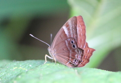 Abisara bifasciata