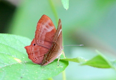 Abisara bifasciata
