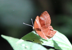 Abisara bifasciata