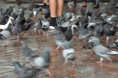 Columba livia domestica