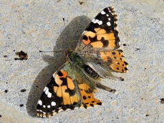 Vanessa cardui