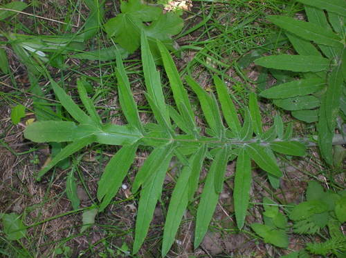 Lophiolepis decussata