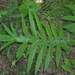 Cirsium decussatum - Photo (c) Alexey P. Seregin, some rights reserved (CC BY-NC), uploaded by Alexey P. Seregin
