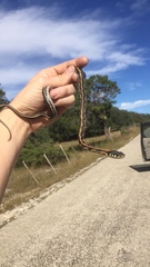 Thamnophis cyrtopsis ocellatus
