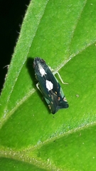 Diedrocephala variegata