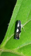 Diedrocephala variegata