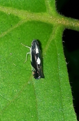 Diedrocephala variegata