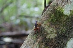 Epipedobates machalilla