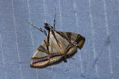 Agrioglypta naralis