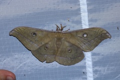 Antheraea