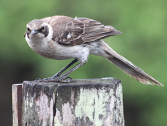 Mimus parvulus parvulus