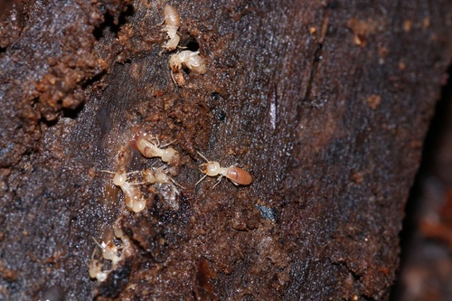 Rhinotermitidae