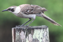 Mimus parvulus parvulus